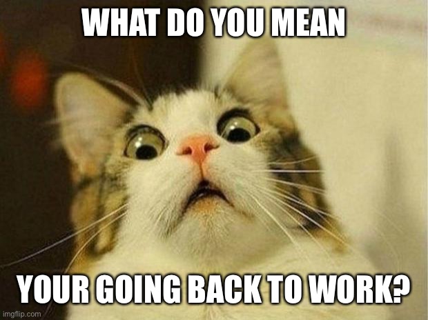 Scared Cat Meme | WHAT DO YOU MEAN; YOUR GOING BACK TO WORK? | image tagged in memes,scared cat | made w/ Imgflip meme maker