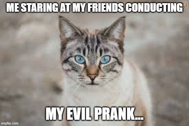 ME STARING AT MY FRIENDS CONDUCTING; MY EVIL PRANK... | image tagged in cats | made w/ Imgflip meme maker