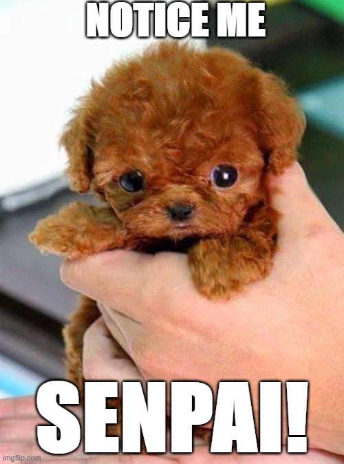 Notice Me Senpai Puppy | NOTICE ME; SENPAI! | image tagged in notice me senpai | made w/ Imgflip meme maker
