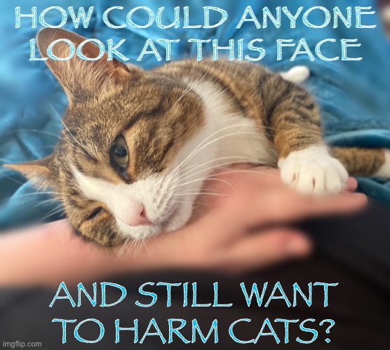 Cat love | HOW COULD ANYONE LOOK AT THIS FACE; AND STILL WANT TO HARM CATS? | image tagged in cats,animals,kitty | made w/ Imgflip meme maker