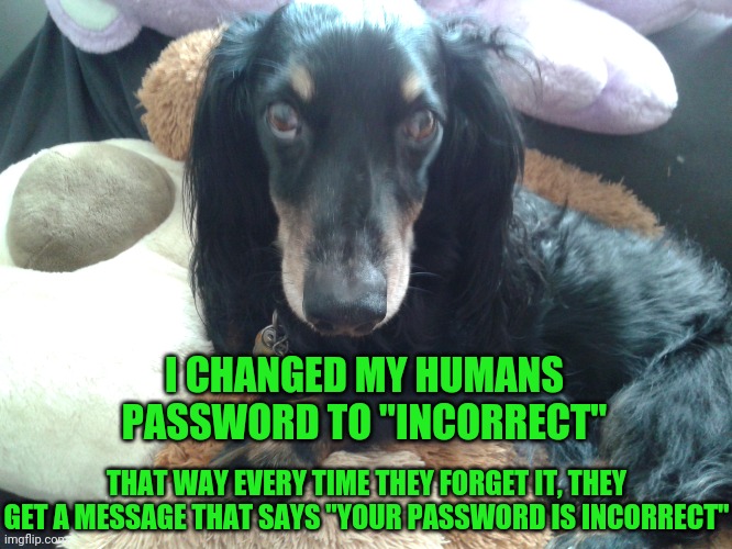 Good Dog! | I CHANGED MY HUMANS PASSWORD TO "INCORRECT"; THAT WAY EVERY TIME THEY FORGET IT, THEY GET A MESSAGE THAT SAYS "YOUR PASSWORD IS INCORRECT" | image tagged in funny,meme,dog,computer,humor,dachshund | made w/ Imgflip meme maker
