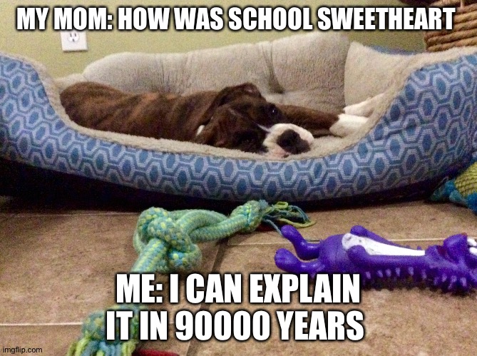 school | MY MOM: HOW WAS SCHOOL SWEETHEART; ME: I CAN EXPLAIN IT IN 90000 YEARS | image tagged in cute,dog | made w/ Imgflip meme maker