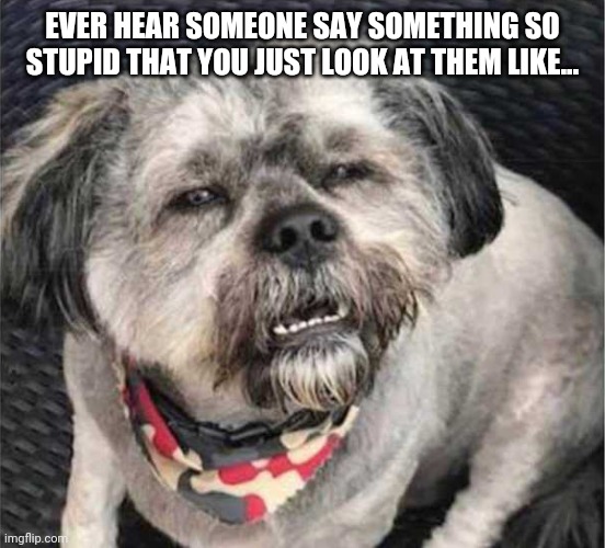 confused dog | EVER HEAR SOMEONE SAY SOMETHING SO STUPID THAT YOU JUST LOOK AT THEM LIKE... | image tagged in confused dog | made w/ Imgflip meme maker