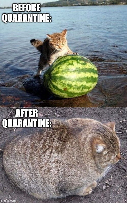 Qurantine In A Nutshell: Chonk Edition | BEFORE QUARANTINE:; AFTER QUARANTINE: | image tagged in watermelon fat cat | made w/ Imgflip meme maker