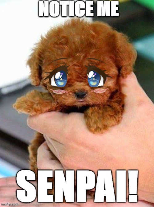 Notice Me Senpai Anime Puppy | image tagged in senpai notice me,notice me senpai,cute puppy,cute anime puppy | made w/ Imgflip meme maker