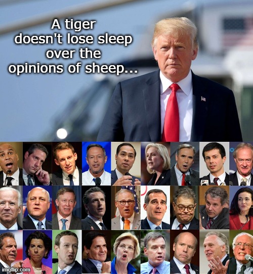 True story... | A tiger doesn't lose sleep over the opinions of sheep... | image tagged in tiger,sleep,sheep,opinions | made w/ Imgflip meme maker