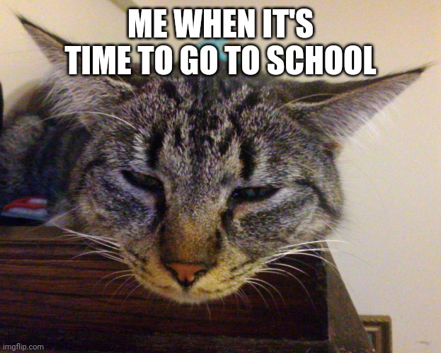 School huh? | ME WHEN IT'S TIME TO GO TO SCHOOL | image tagged in lazy,school,sleep | made w/ Imgflip meme maker