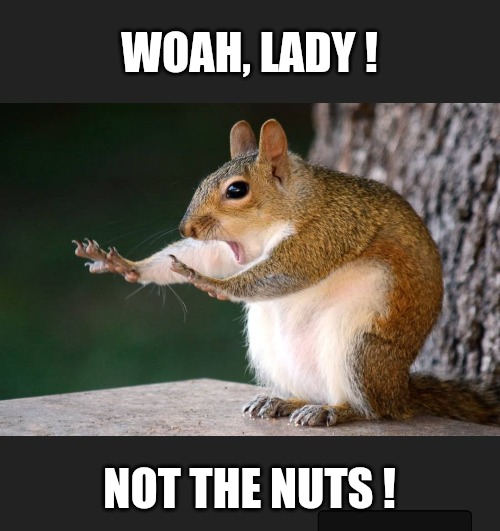 squirrel nuts meme