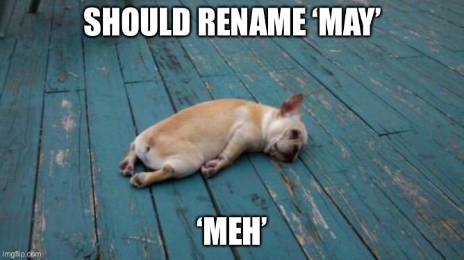 Feeling meh | SHOULD RENAME ‘MAY’; ‘MEH’ | image tagged in tired dog | made w/ Imgflip meme maker