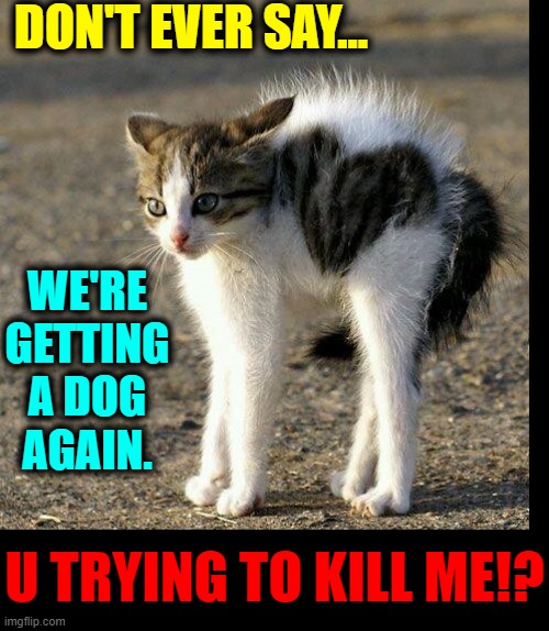 Words My Cat Never Wants Me to Say | DON'T EVER SAY... WE'RE GETTING A DOG AGAIN. U TRYING TO KILL ME!? | image tagged in vince vance,cats,kittens,scared cat,funny cat memes,dogs | made w/ Imgflip meme maker