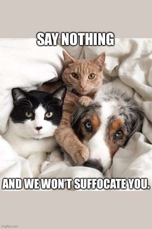 Dog and cats | SAY NOTHING; AND WE WON’T SUFFOCATE YOU. | image tagged in dog and cats | made w/ Imgflip meme maker