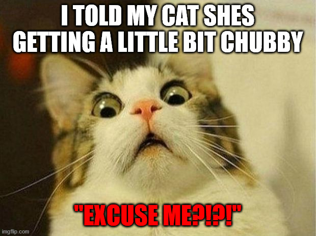 Scared Cat Meme | I TOLD MY CAT SHES GETTING A LITTLE BIT CHUBBY; "EXCUSE ME?!?!" | image tagged in memes,scared cat | made w/ Imgflip meme maker