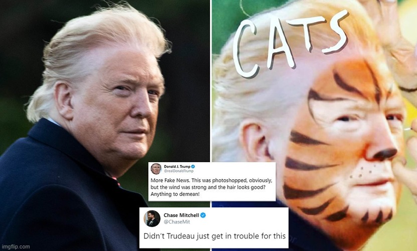 Trumps look-alike | image tagged in donald trump,cats | made w/ Imgflip meme maker