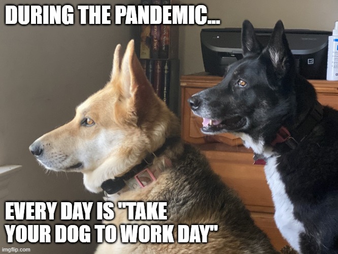 Take Your Dog to Work Day | DURING THE PANDEMIC... EVERY DAY IS "TAKE YOUR DOG TO WORK DAY" | image tagged in pandemic,dogs,cute dogs | made w/ Imgflip meme maker