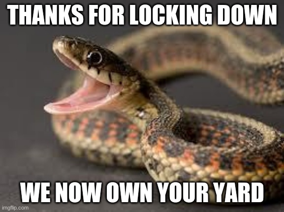 I warned ya |  THANKS FOR LOCKING DOWN; WE NOW OWN YOUR YARD | image tagged in warning snake,i warned you,saw three so far this year,watch when you go out,nature is back,happy snake | made w/ Imgflip meme maker