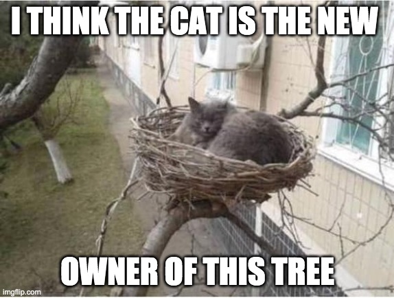 CAT NEST | I THINK THE CAT IS THE NEW; OWNER OF THIS TREE | image tagged in cat nest | made w/ Imgflip meme maker