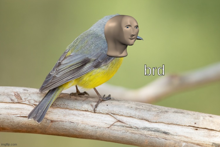 fly away | brd | image tagged in stonks,meme man,birds | made w/ Imgflip meme maker