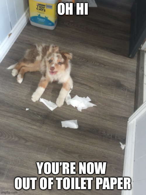 Charmin puppy | OH HI; YOU’RE NOW  OUT OF TOILET PAPER | image tagged in aussies,puppies,toilet paper,australian shepherd,charmin mega roll,puppy | made w/ Imgflip meme maker