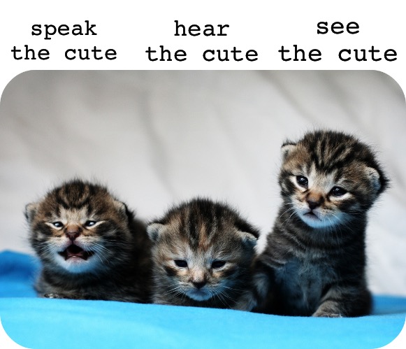 see the cute; hear the cute; speak the cute | image tagged in kittens | made w/ Imgflip meme maker