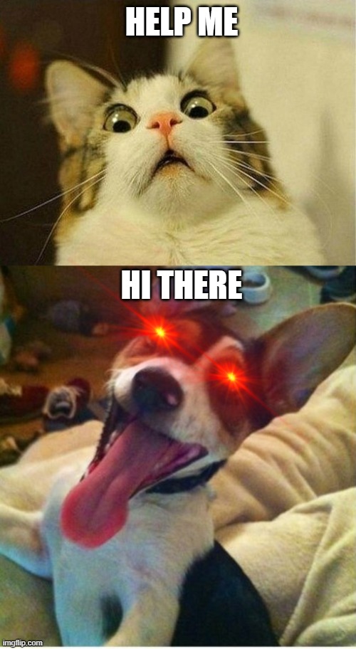 HELP ME; HI THERE | image tagged in memes,scared cat,dog with long tounge | made w/ Imgflip meme maker