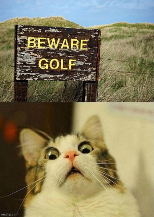 image tagged in memes,scared cat | made w/ Imgflip meme maker