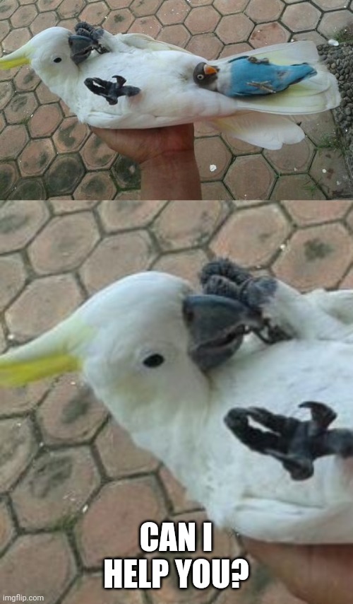 SILLY BIRDS | CAN I HELP YOU? | image tagged in birds,memes | made w/ Imgflip meme maker