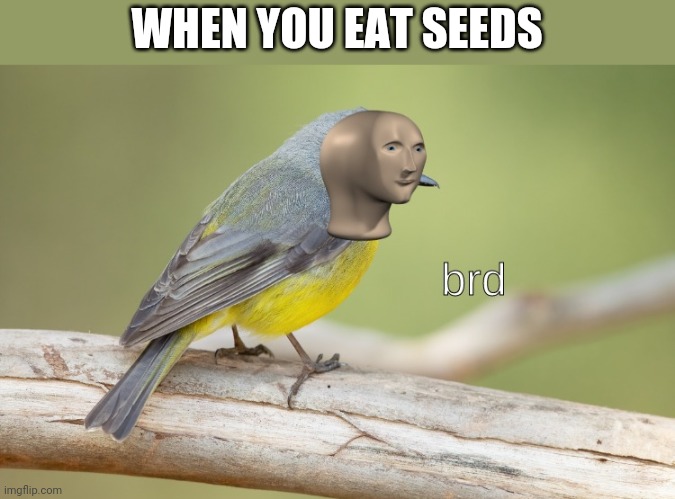 Brd | WHEN YOU EAT SEEDS | image tagged in bird,seeds,meme man,memes | made w/ Imgflip meme maker