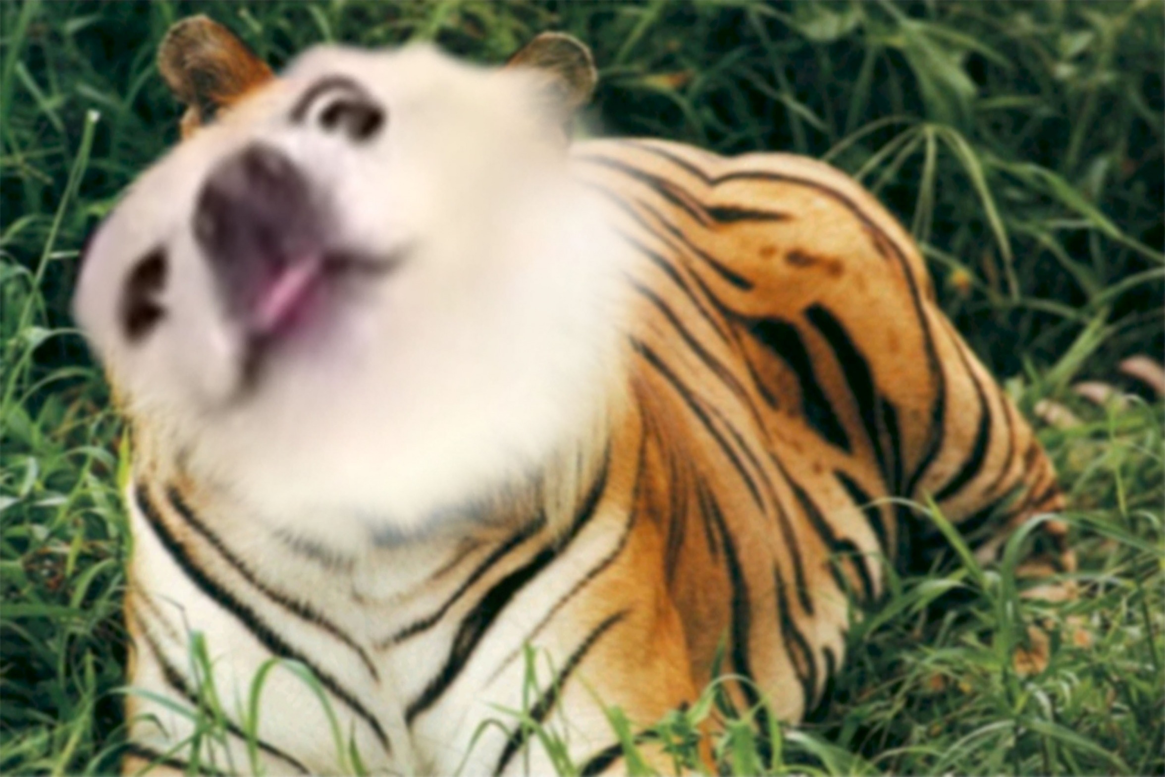 By ANTHONY JOSEPH BONGIARDINA Blank Meme Template