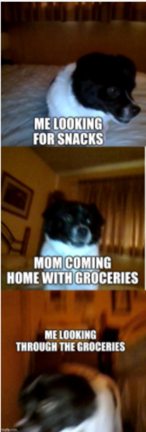 Doggo snack search | image tagged in doggo,original meme | made w/ Imgflip meme maker