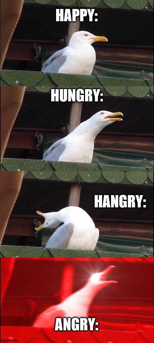 My Stages: | HAPPY:; HUNGRY:; HANGRY:; ANGRY: | image tagged in memes,inhaling seagull,cool | made w/ Imgflip meme maker