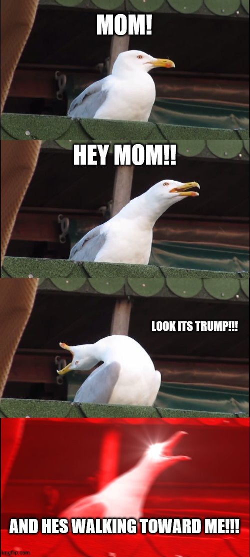 This is me if anyone popular walks toward me: | MOM! HEY MOM!! LOOK ITS TRUMP!!! AND HES WALKING TOWARD ME!!! | image tagged in memes,inhaling seagull,cool | made w/ Imgflip meme maker