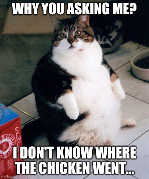 the cat ate the chicken. AGAIN. AAAHHH | WHY YOU ASKING ME? I DON'T KNOW WHERE THE CHICKEN WENT... | image tagged in fat cat | made w/ Imgflip meme maker