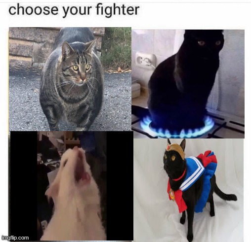 choose your fighter  | image tagged in choose your fighter,cats,sailor moon,fire,screaming,strength | made w/ Imgflip meme maker