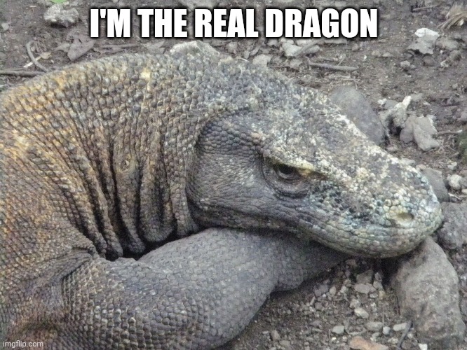 Komodo dragon real | I'M THE REAL DRAGON | image tagged in sad komodo dragon | made w/ Imgflip meme maker