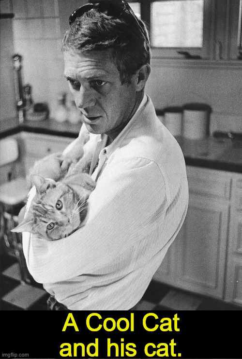 A Cool Cat and his cat | A Cool Cat and his cat. | image tagged in memes,steve mcqueen,cats | made w/ Imgflip meme maker