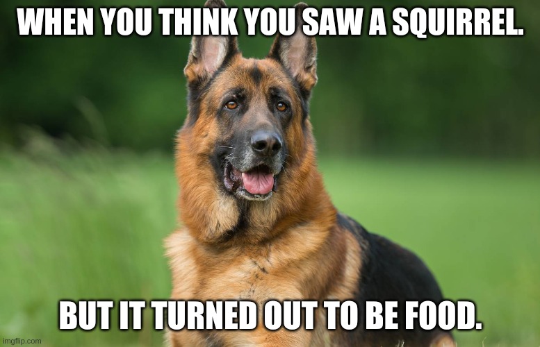 WHEN YOU THINK YOU SAW A SQUIRREL. BUT IT TURNED OUT TO BE FOOD. | image tagged in funny | made w/ Imgflip meme maker