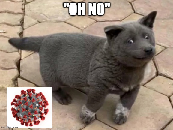 The Oh No Dui Dog | "OH NO" | image tagged in the oh no dui dog | made w/ Imgflip meme maker