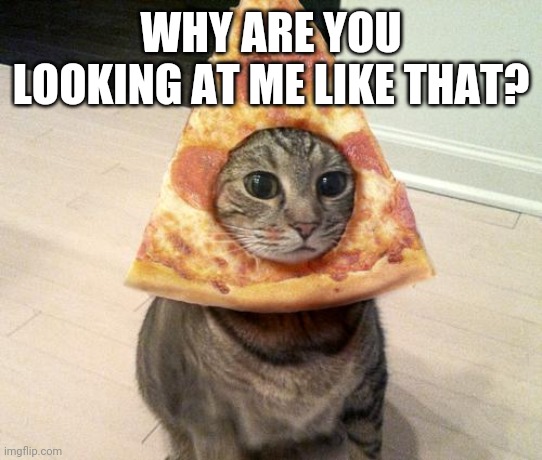 pizza cat | WHY ARE YOU LOOKING AT ME LIKE THAT? | image tagged in pizza cat | made w/ Imgflip meme maker