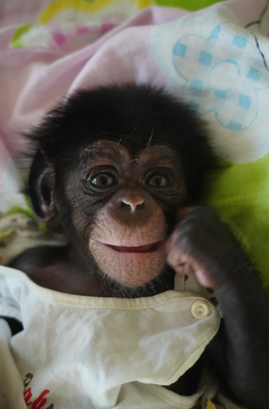 Baby chempanzee Blank Meme Template