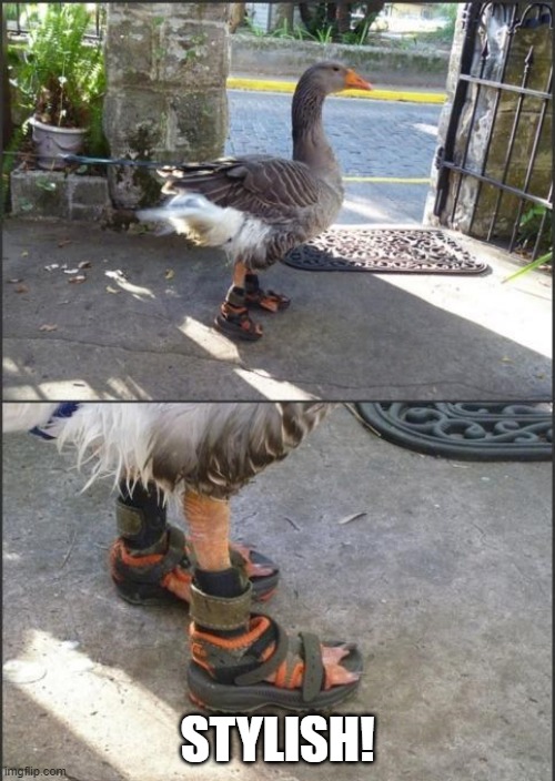 Goose Shoes | STYLISH! | image tagged in goose,footwear | made w/ Imgflip meme maker
