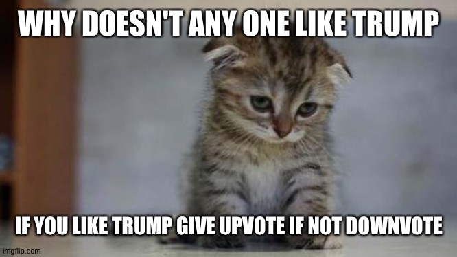 Sad kitten | WHY DOESN'T ANY ONE LIKE TRUMP; IF YOU LIKE TRUMP GIVE UPVOTE IF NOT DOWNVOTE | image tagged in sad kitten | made w/ Imgflip meme maker