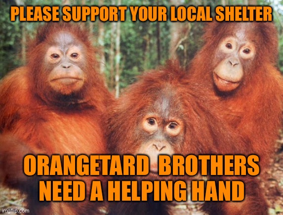 PLEASE SUPPORT YOUR LOCAL SHELTER ORANGETARD  BROTHERS NEED A HELPING HAND | made w/ Imgflip meme maker