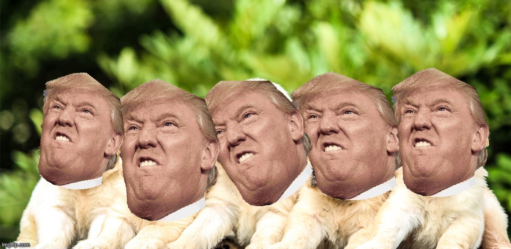 Donald Trump puppies (don’t judge me) | image tagged in puppies | made w/ Imgflip meme maker
