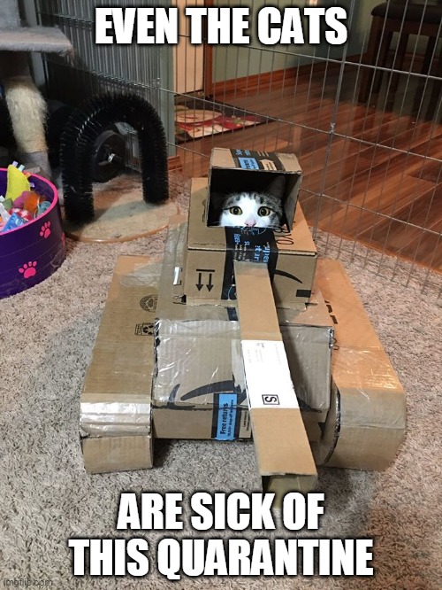 END IT | EVEN THE CATS; ARE SICK OF THIS QUARANTINE | image tagged in quarantine,cats,funny cats | made w/ Imgflip meme maker