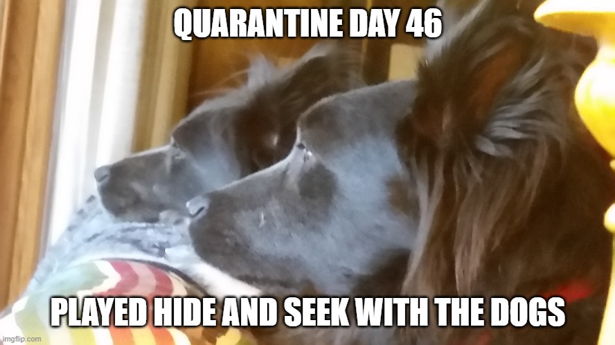 My Dogs | QUARANTINE DAY 46; PLAYED HIDE AND SEEK WITH THE DOGS | image tagged in quarantine | made w/ Imgflip meme maker