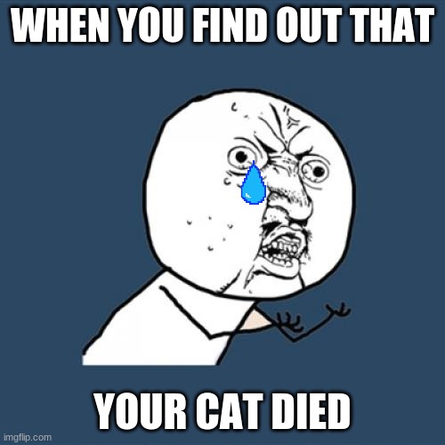 Y U No | WHEN YOU FIND OUT THAT; YOUR CAT DIED | image tagged in memes,y u no | made w/ Imgflip meme maker
