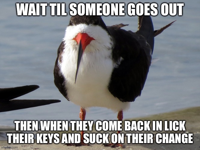 Even Less Popular Opinion Bird | WAIT TIL SOMEONE GOES OUT THEN WHEN THEY COME BACK IN LICK THEIR KEYS AND SUCK ON THEIR CHANGE | image tagged in even less popular opinion bird | made w/ Imgflip meme maker