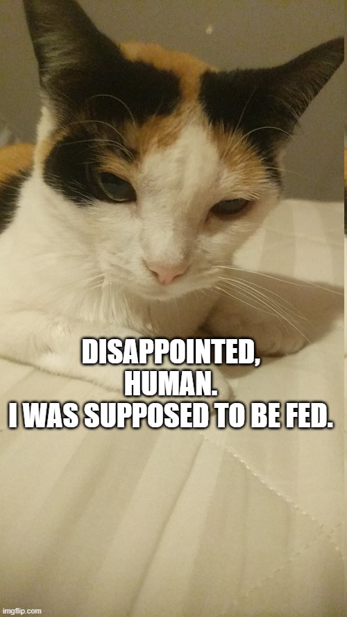 Human. | DISAPPOINTED, HUMAN.
I WAS SUPPOSED TO BE FED. | image tagged in cat meme | made w/ Imgflip meme maker