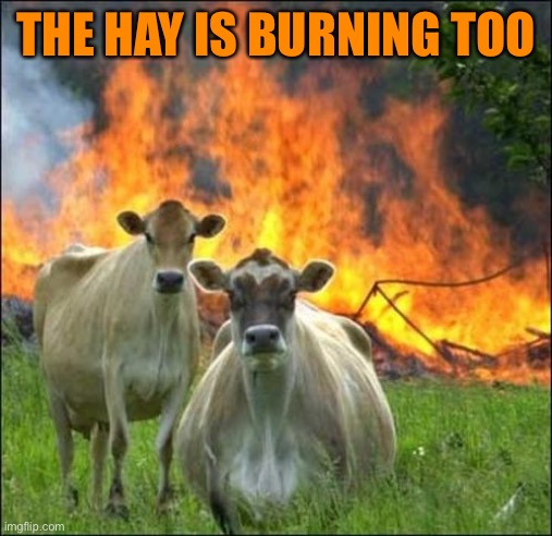 Evil Cows Meme | THE HAY IS BURNING TOO | image tagged in memes,evil cows | made w/ Imgflip meme maker