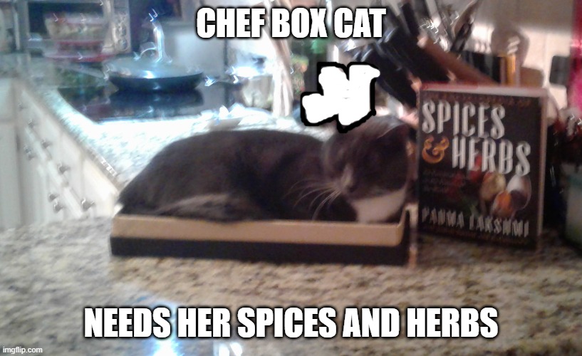 Daily Cat Meme Day 1 | CHEF BOX CAT; NEEDS HER SPICES AND HERBS | image tagged in cats,food,memes,box | made w/ Imgflip meme maker